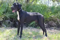 Boston Rob , a male Great Dane for sale in Palm Coast, FL – Photo 3 of 5
