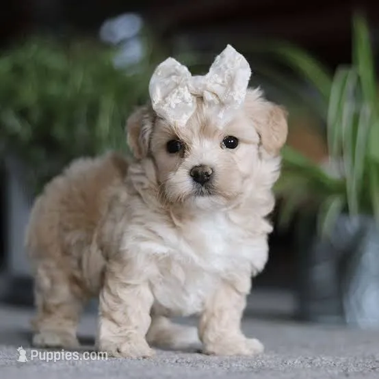 DIOR – Maltipoo puppy for sale in Burbank, CA