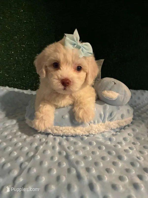 kira – Maltipoo puppy for sale in Los Angeles, CA