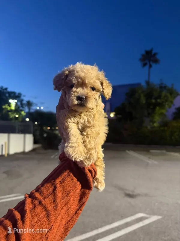 baby – Maltipoo puppy for sale in Los Angeles, CA