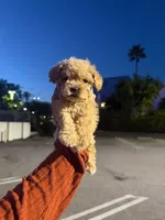 baby, a female Maltipoo for sale in Los Angeles, CA – 1 of 1
