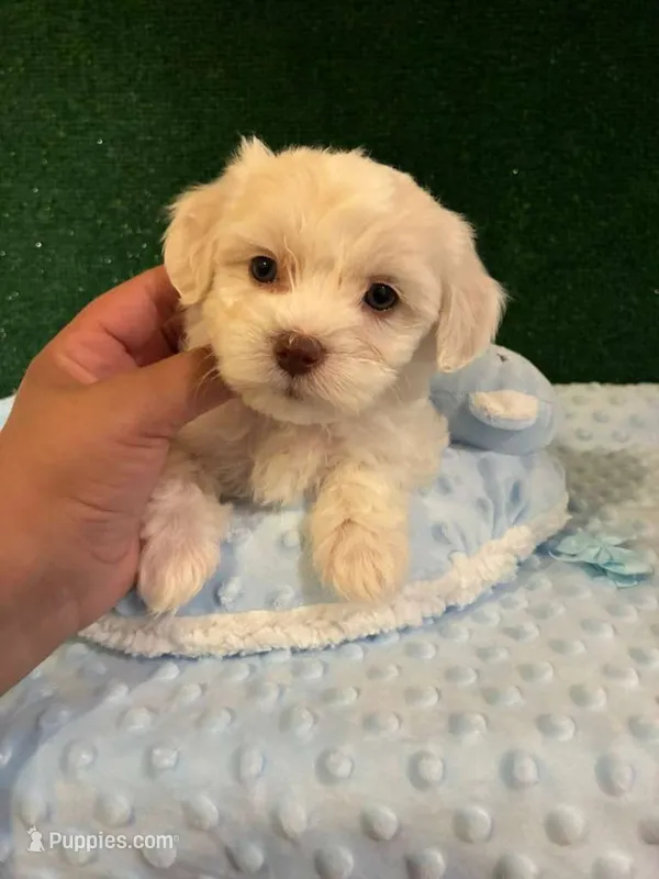 bob – Maltipoo puppy for sale in Los Angeles, CA