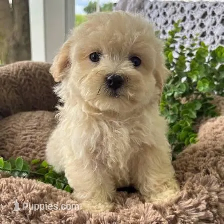 kira – Maltipoo puppy for sale in Los Angeles, CA