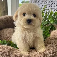 kira, a female Maltipoo for sale in Los Angeles, CA – 1 of 1