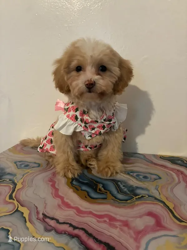 QUEEN – Maltipoo puppy for sale in Burbank, CA