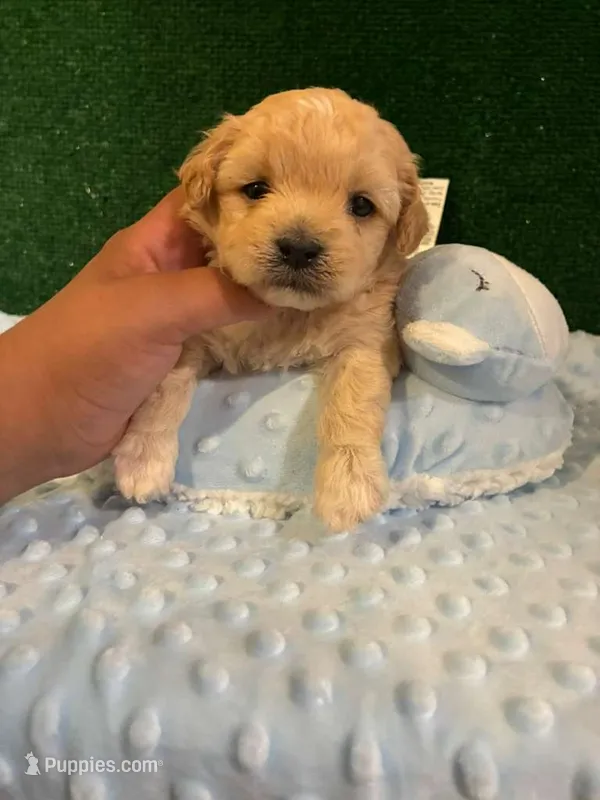 nike – Maltipoo puppy for sale in Los Angeles, CA