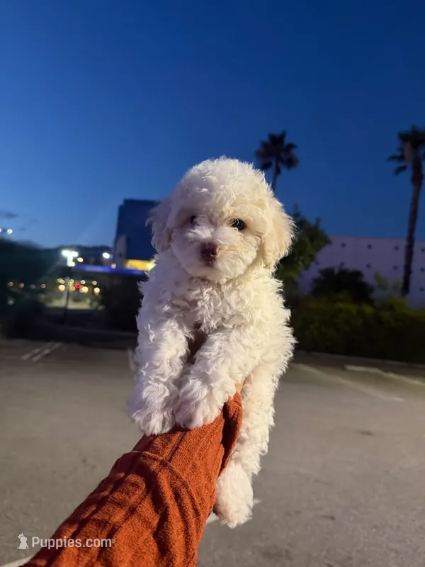 snow white – Maltipoo puppy for sale in Los Angeles, CA