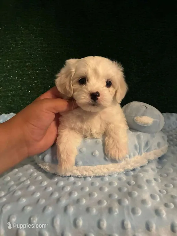 dugo – Maltipoo puppy for sale in Los Angeles, CA