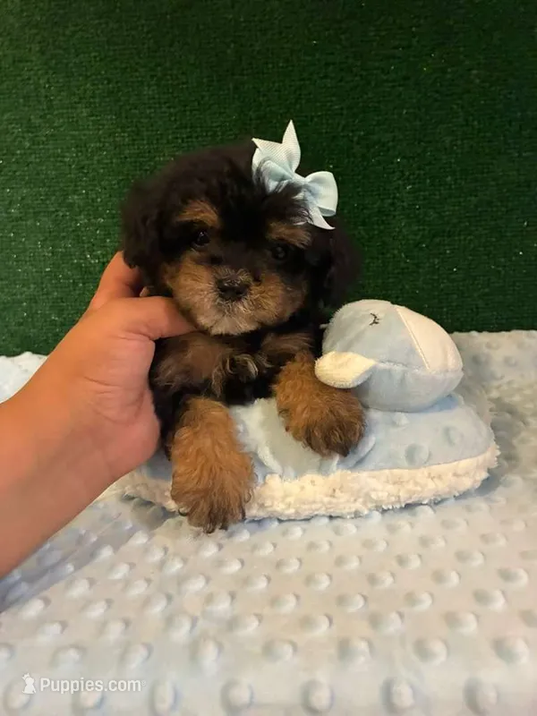 chole – Maltipoo puppy for sale in Los Angeles, CA