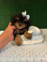chole, a female Maltipoo for sale in Los Angeles, CA – 1 of 1