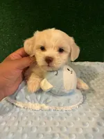 Donal, a male Maltipoo for sale in Los Angeles, CA – 1 of 1