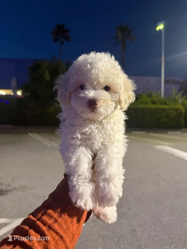 yoyo – Maltipoo puppy for sale in Los Angeles, CA