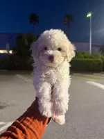 yoyo, a male Maltipoo for sale in Los Angeles, CA – 1 of 1