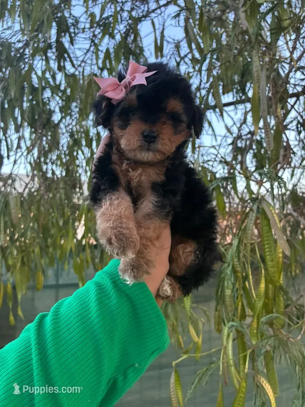 COOKIE – Maltipoo puppy for sale in Burbank, CA