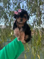COOKIE, a female Maltipoo for sale in Burbank, CA – 1 of 1