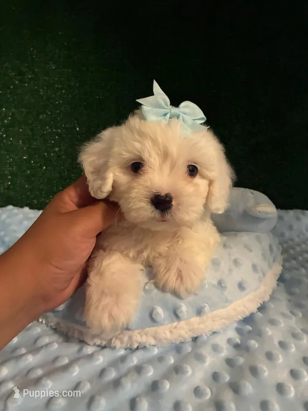 linda – Maltipoo puppy for sale in Los Angeles, CA