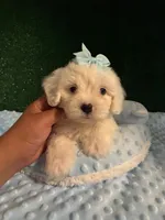 linda, a female Maltipoo for sale in Los Angeles, CA – 1 of 1