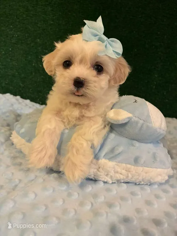 bella – Maltipoo puppy for sale in Los Angeles, CA