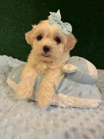 bella, a female Maltipoo for sale in Los Angeles, CA – 1 of 1