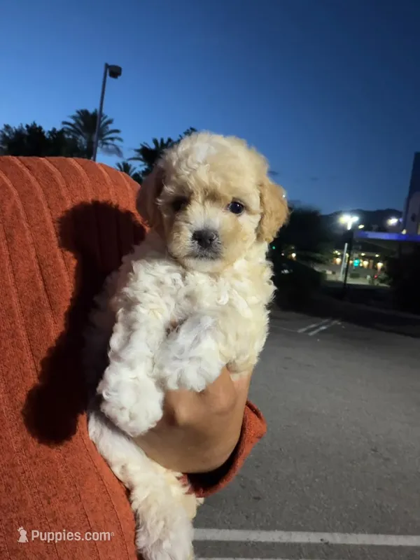 king – Maltipoo puppy for sale in Los Angeles, CA