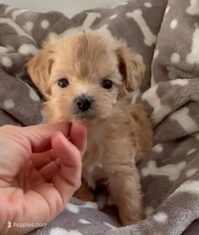 DIOR – Maltipoo puppy for sale in Burbank, CA