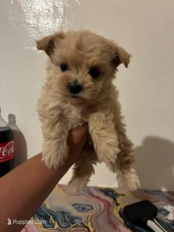 max – Maltipoo puppy for sale in Burbank, CA