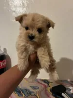 max, a male Maltipoo for sale in Burbank, CA – 1 of 1