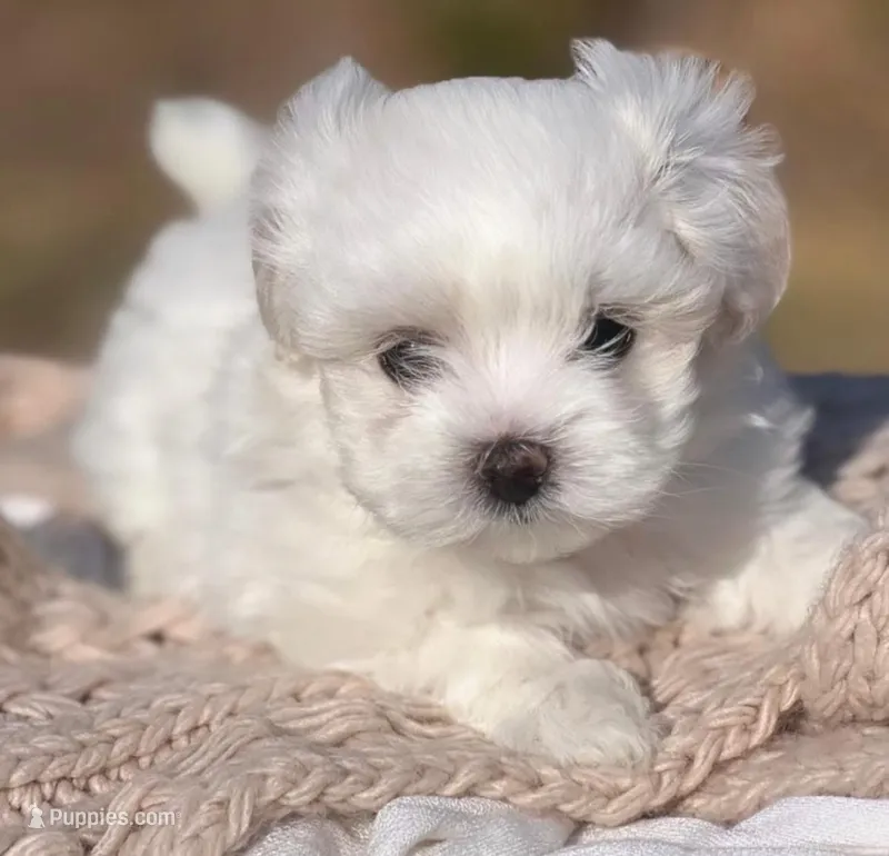 mimi – Maltipoo puppy for sale in Los Angeles, CA