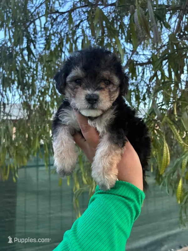 HERSHEY – Maltipoo puppy for sale in Burbank, CA