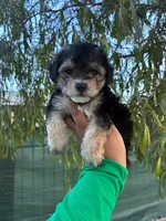 HERSHEY, a male Maltipoo for sale in Burbank, CA – 1 of 1