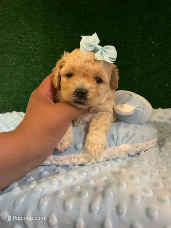 moca – Maltipoo puppy for sale in Los Angeles, CA