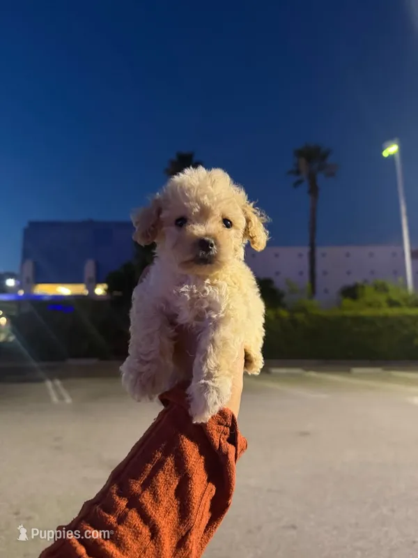 leo  – Maltipoo puppy for sale in Los Angeles, CA