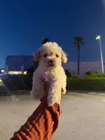 leo , a male Maltipoo for sale in Los Angeles, CA – 1 of 1