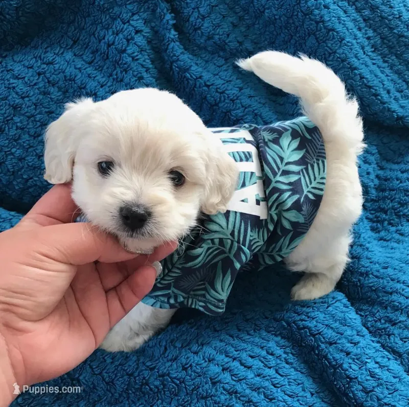 dugo – Maltipoo puppy for sale in Los Angeles, CA