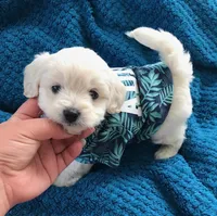 dugo, a male Maltipoo for sale in Los Angeles, CA – 1 of 1