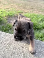 Bear, a male French Bulldog and Miniature Schnauzer for sale in New Orleans, LA – Photo 1 of 2