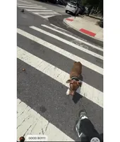 Male 1, a male American Pit Bull Terrier for sale in New York City, NY – 4 of 9