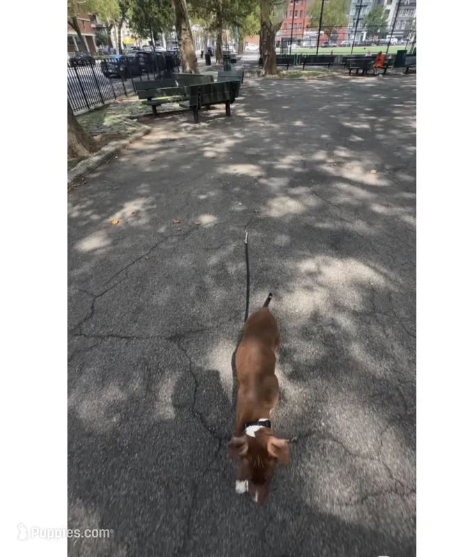 Male 1 – American Pit Bull Terrier puppy for sale in New York City, NY