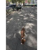 Male 1, a male American Pit Bull Terrier for sale in New York City, NY – 1 of 9