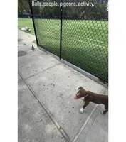 Male 1, a male American Pit Bull Terrier for sale in New York City, NY – 9 of 9