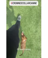 Male 1, a male American Pit Bull Terrier for sale in New York City, NY – 6 of 9