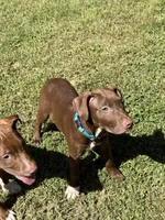 Female 1, a female American Pit Bull Terrier for sale in New York City, NY – 3 of 3