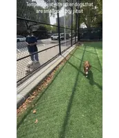 Male 1, a male American Pit Bull Terrier for sale in New York City, NY – 8 of 9