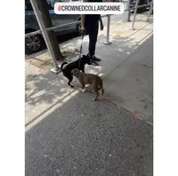 Male 1, a male American Pit Bull Terrier for sale in New York City, NY – 7 of 9