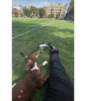 Male 1, a male American Pit Bull Terrier for sale in New York City, NY – 5 of 9