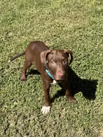 Female 1, a female American Pit Bull Terrier for sale in New York City, NY – 2 of 3