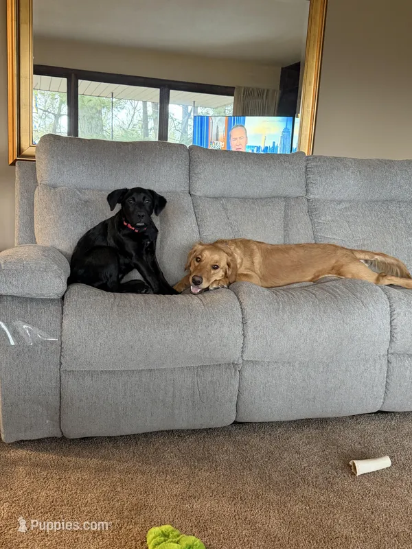 Purple collar – Australian Shepherd, Golden Retriever puppy for sale in Eau Claire, WI