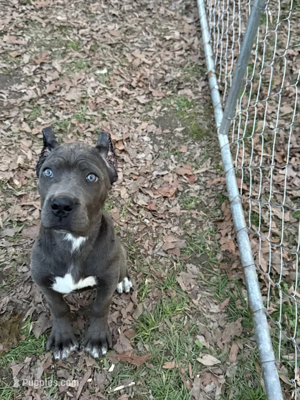 Daisy, a female Cane Corso for sale in Trinity, NC – Photo 1 of 1