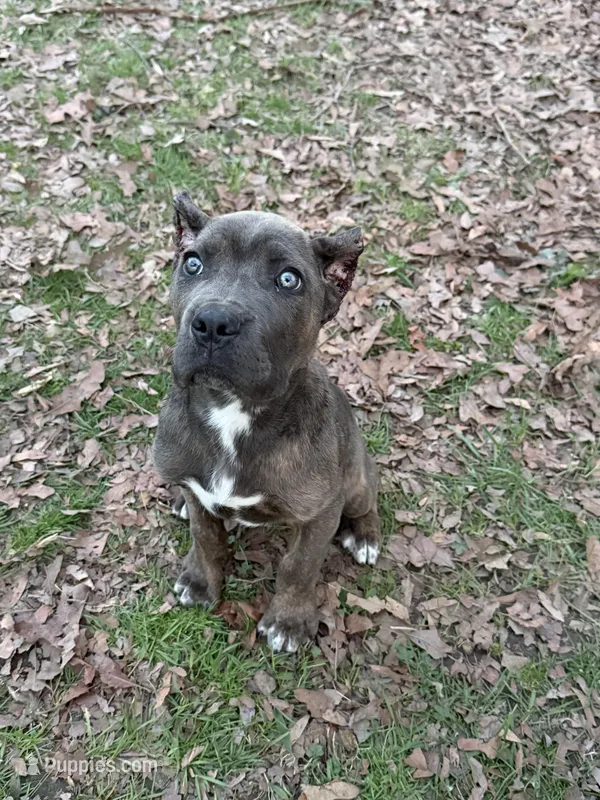 Baloo – Cane Corso puppy for sale in Trinity, NC