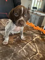 Blue, a male German Shorthaired Pointer for sale in Paynesville, MN – Photo 1 of 5